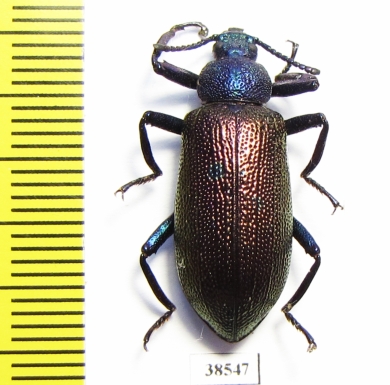 Metallonotus speciosus elegans  Guinee - INSECTS-STORE.RU