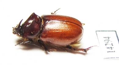 Orphninae sp.  Zambia - INSECTS-STORE.RU