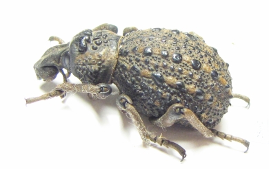 Brachyceridae sp.  Cote d'Ivoire - INSECTS-STORE.RU