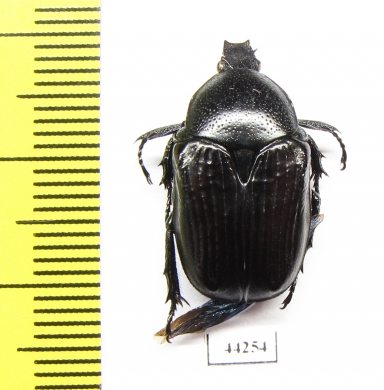 Cetoniinae sp.  Zimbabwe - INSECTS-STORE.RU
