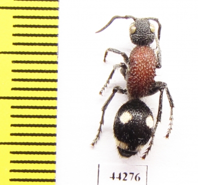 Mutillidae sp.  Zimbabwe - INSECTS-STORE.RU