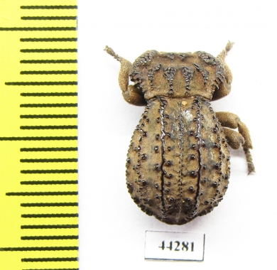Tenebrionidae sp.  Zimbabwe - INSECTS-STORE.RU