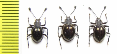 Encymon violaceus  Malaysia - INSECTS-STORE.RU
