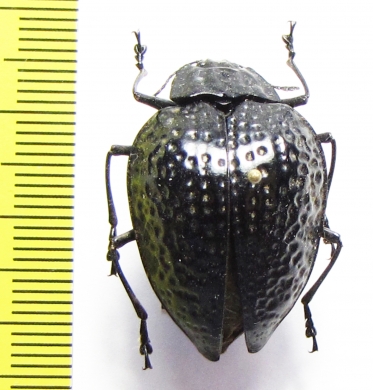 Erotylidae sp.  Peru - INSECTS-STORE.RU