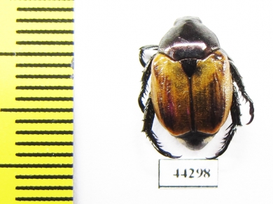 Rutelinae sp.  Zimbabwe - INSECTS-STORE.RU