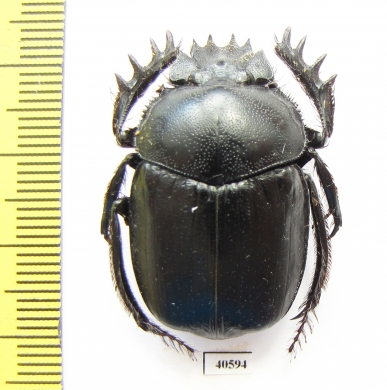 Scarabaeus transcaspicus  Uzbekistan - INSECTS-STORE.RU