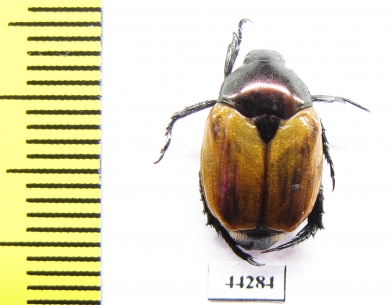 Rutelinae sp.  Zimbabwe - INSECTS-STORE.RU