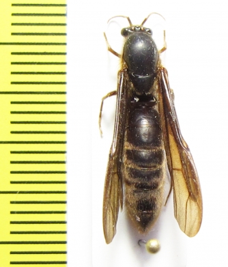 Formicidae sp.  French Guiana - INSECTS-STORE.RU