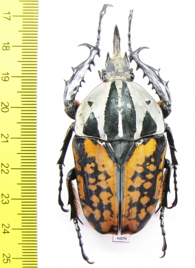 Mecynorhina oberthuri decorata  Tanzania  66mm - INSECTS-STORE.RU