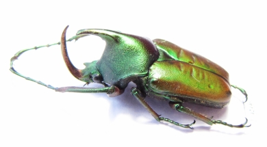 Theodosia nobuyukii  Indonesia, Kalimantan 28mm - INSECTS-STORE.RU