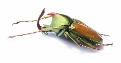 Theodosia rodriguezi  Philippines 29mm - INSECTS-STORE.RU