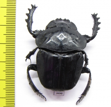 Pachylomera femoralis, female  Zimbabwe 40mm - INSECTS-STORE.RU