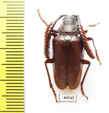 Polylobarthron margelanicus  Uzbekistan - INSECTS-STORE.RU