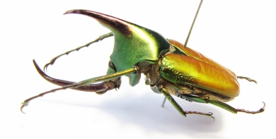 Theodosia viridiaurata  Malaysia, Borneo 41mm - INSECTS-STORE.RU