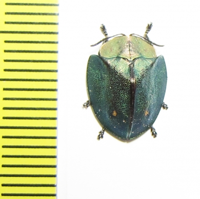 Chrysomelidae sp.  Peru - INSECTS-STORE.RU