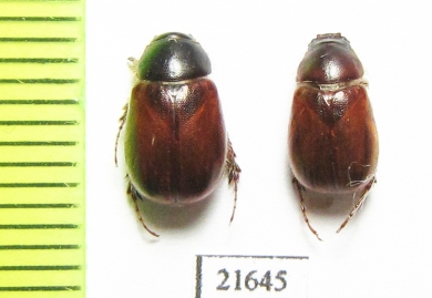 Melolonthinae sp.  South Africa Rep. - INSECTS-STORE.RU
