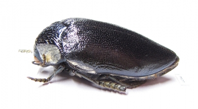 Sternocera orissa ssp.  Zimbabwe - INSECTS-STORE.RU