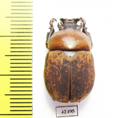 Dicaulocephalus fruhstorferi  China, Guangxi prov. - INSECTS-STORE.RU