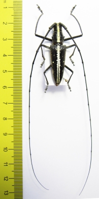 Taeniotes sp.  Panama  35mm - INSECTS-STORE.RU