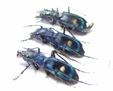 Pseudoxycheila sp., pair  Panama - INSECTS-STORE.RU
