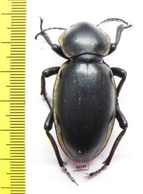 Phanerotomea arnoldi, female  Zimbabwe 50mm - INSECTS-STORE.RU