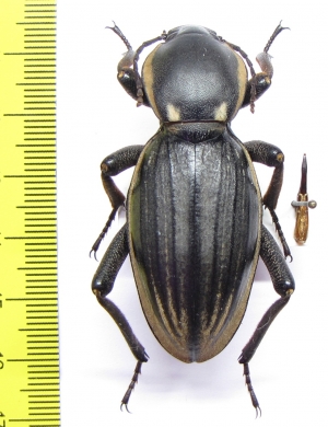 Phanerotomea guerini, male  Mozambique 50mm - INSECTS-STORE.RU