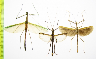 Phasmatodea sp.  Indonesia, Kalimantan - INSECTS-STORE.RU