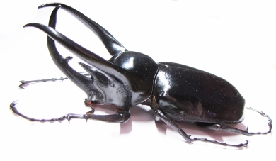 Chalcosoma caucasus janssensi  Indonesia, Sumatra 112mm - INSECTS-STORE.RU