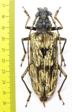Neocerambyx gigas  Thailand 80mm - INSECTS-STORE.RU