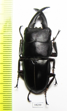 Dorcus saiga  Indonesia, Buru isl.  42mm - INSECTS-STORE.RU