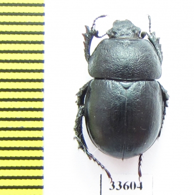 Odontotrypes tibetanus  China - INSECTS-STORE.RU