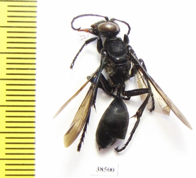 Hymenoptera sp.  Tanzania - INSECTS-STORE.RU