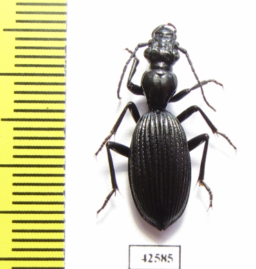 Cypholoba alstoni  South Africa Rep. - INSECTS-STORE.RU