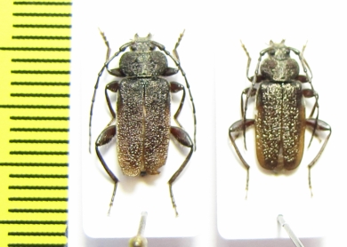 Callidium libani, pair  Lebanon - INSECTS-STORE.RU