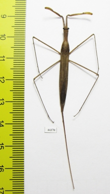Ranatra linearis  Russia, Tver reg. - INSECTS-STORE.RU