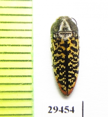 Acmaeodera haemorrhoa  USA - INSECTS-STORE.RU
