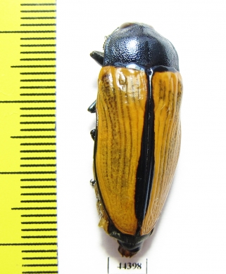 Temognatha suturalis  Australia - INSECTS-STORE.RU