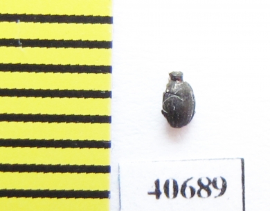 Onthophilus sp.?  Morocco - INSECTS-STORE.RU