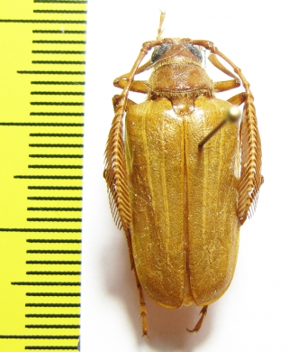 Pogonarthron semenovianum  Tajikistan - INSECTS-STORE.RU