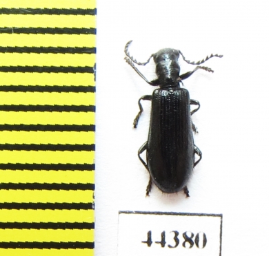 Tillus elongatus  Russia, Tver reg. - INSECTS-STORE.RU