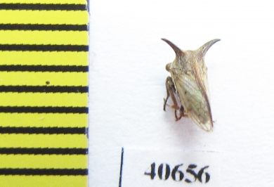 Membracidae sp.  India - INSECTS-STORE.RU