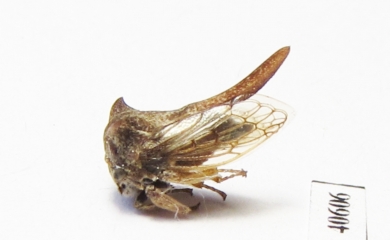 Membracidae sp.  India - INSECTS-STORE.RU