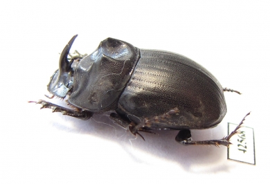 Copris sp.  Botswana - INSECTS-STORE.RU