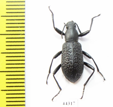 Upis ceramboides  Russia, Tver reg. - INSECTS-STORE.RU
