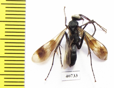 Hymenoptera sp.  Bolivia - INSECTS-STORE.RU