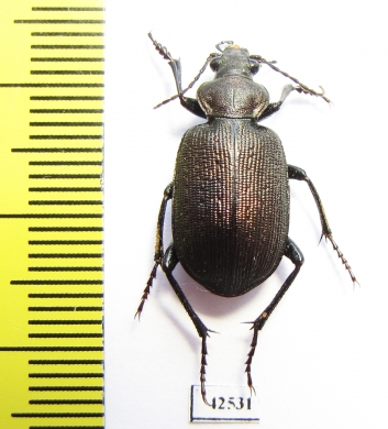 Calosoma imbricatum hottentotum  South Africa Rep. - INSECTS-STORE.RU