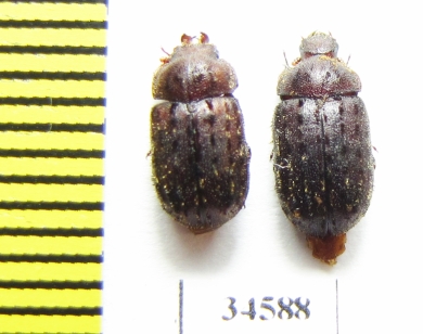 Aesalus ulanovskii, pair  Russia, N.Caucasus - INSECTS-STORE.RU