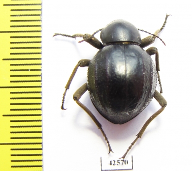 Tenebrionidae sp.  South Africa Rep. - INSECTS-STORE.RU