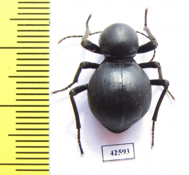 Tenebrionidae sp.  South Africa Rep. - INSECTS-STORE.RU