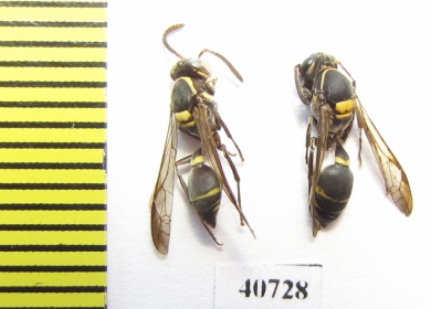 Hymenoptera sp.  Argentina - INSECTS-STORE.RU